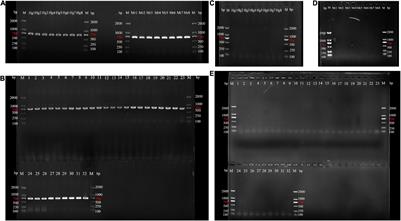 Combining DNA Mini-Barcoding and Species-Specific Primers PCR Technology for Identification of Heosemys grandis